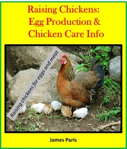 raising chickens for eggs